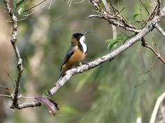 Acanthorhynchus tenuirostris