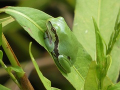 Hyla molleri