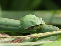 Hyla molleri