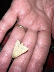 Helicoverpa armigera