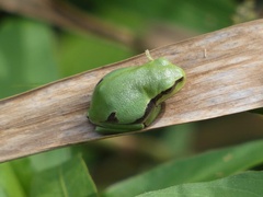 Hyla molleri
