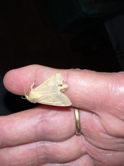 Helicoverpa armigera