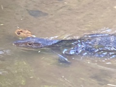 Varanus salvator macromaculatus