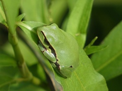 Hyla molleri