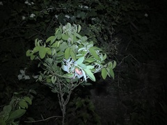 Campylotropis macrocarpa