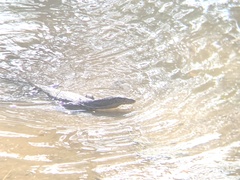 Varanus salvator macromaculatus