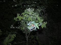 Campylotropis macrocarpa