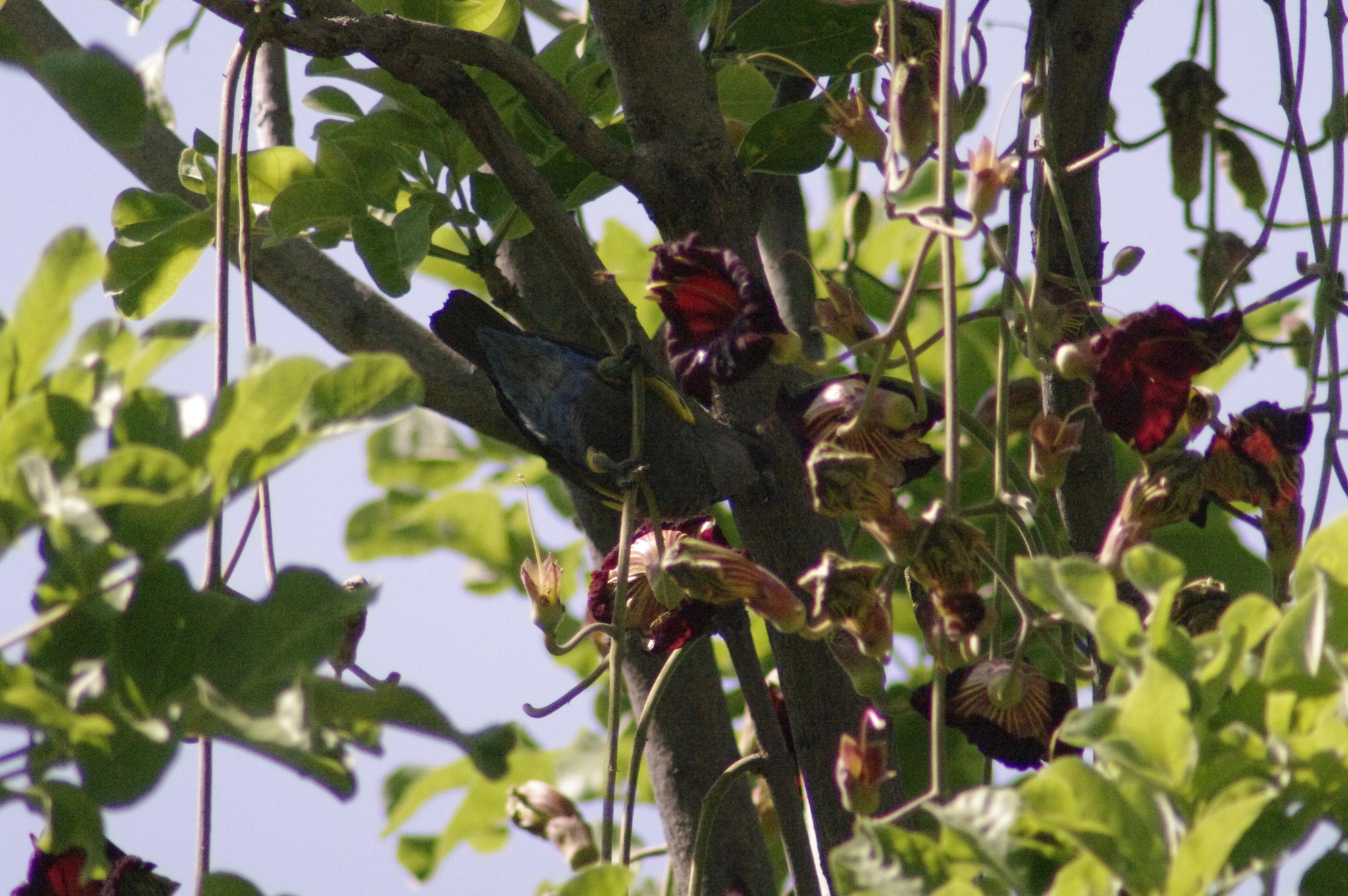 Rüppell's Parrot (Poicephalus rueppellii)