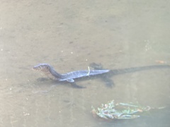 Varanus salvator macromaculatus