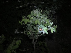 Campylotropis macrocarpa