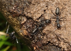Camponotus