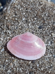 Tellinoidea