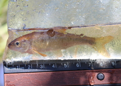 Luxilus cornutus