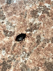 Geotomini