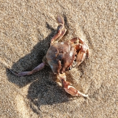 Liocarcinus vernalis