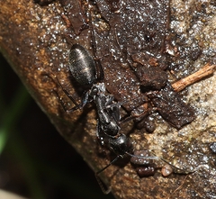 Camponotus