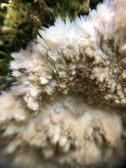 Phlebia centrifuga