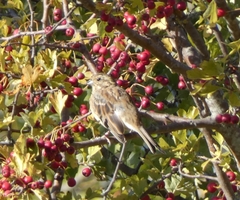 Emberiza cirlus