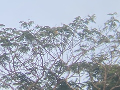 Psittacula alexandri