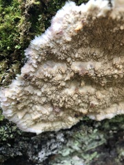 Phlebia centrifuga