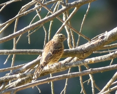 Emberiza cirlus