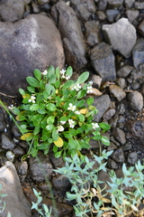 Cardamine bellidifolia