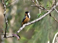 Acanthorhynchus tenuirostris