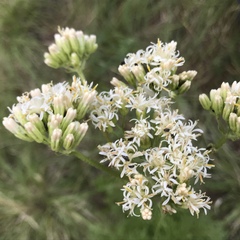 Psacalium decompositum