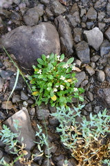 Cardamine bellidifolia