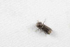 Heterobostrychus hamatipennis