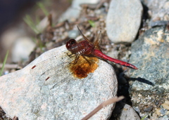 Sympetrum semicinctum