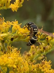 Ancistrocerus catskill