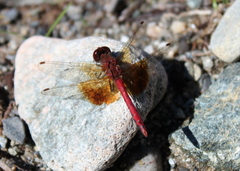Sympetrum semicinctum