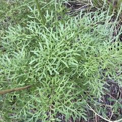 Psacalium decompositum