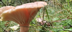 Lactarius torminosus
