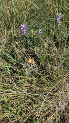 Sphaeralcea coccinea