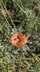 Sphaeralcea coccinea