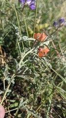 Sphaeralcea coccinea