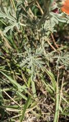 Sphaeralcea coccinea
