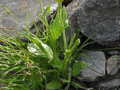 Doronicum clusii