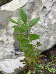 Vaccinioideae