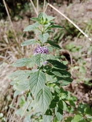 Mentha arvensis