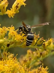 Ancistrocerus catskill