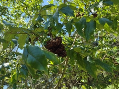 Zanthoxylum clava-herculis