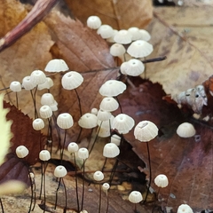 Marasmius capillaris