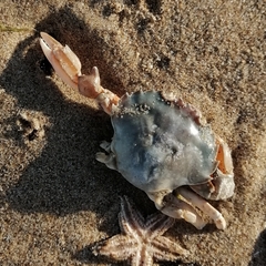 Liocarcinus holsatus