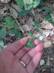 Elephantopus tomentosus