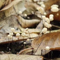 Marasmius capillaris