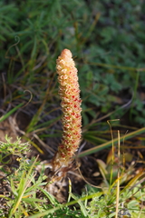 Orostachys malacophylla