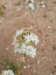 Schizopetalon